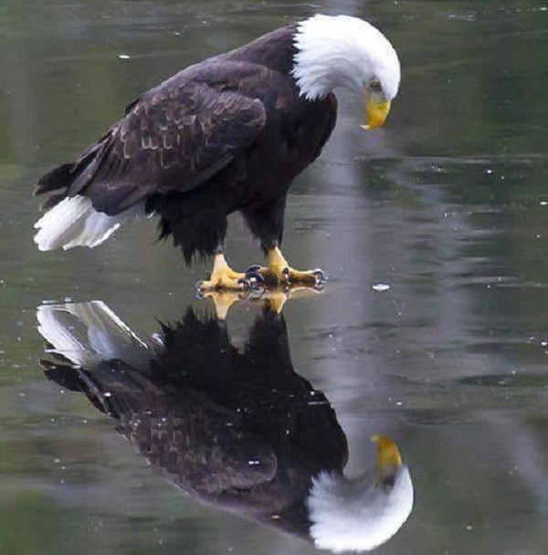 The United States Wants Its Balls Back