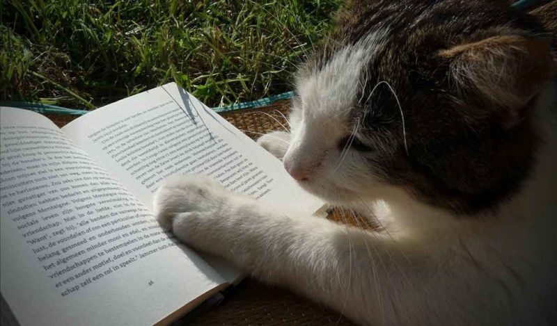 Beta Readers: A First-Time Novelist’s Experience