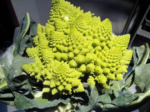 cabbage_fractals