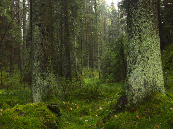 Futurist Traditionalism: Deep Ecology, Traditionalism, Naturalism and Paleoconservatism