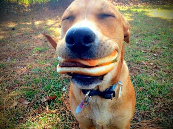 good_dog_with_cheeseburger