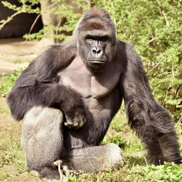 harambe_an_icon_of_political_incorrectness