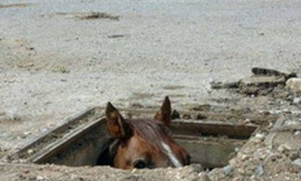 horse_in_hole