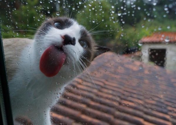 kitty_tongue
