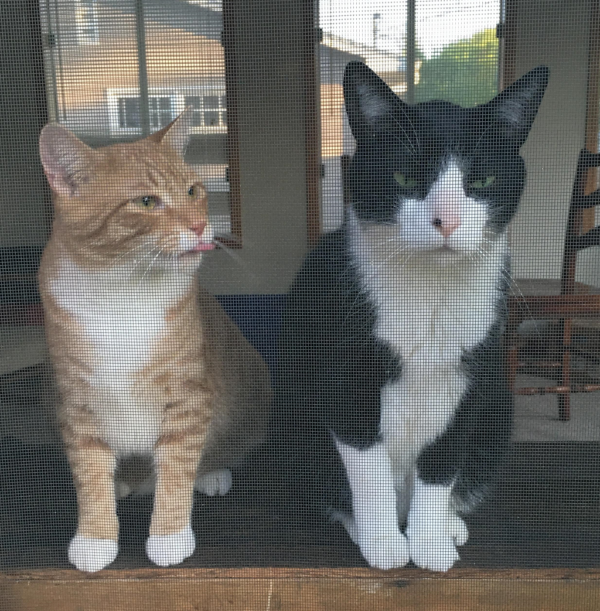 neoreaction_and_the_alternative-right