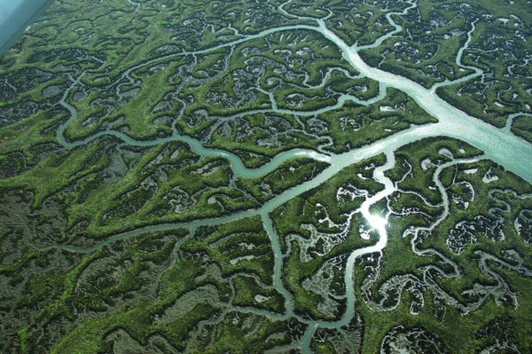 Deep Ecology And The Alt Right