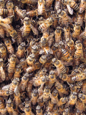 swarming_the_hive