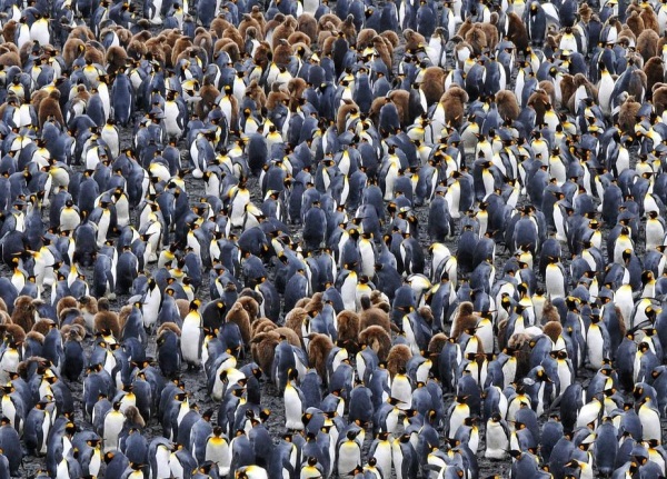 Cult of the Individual