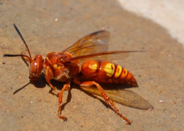 Rise Of The WASP As Multicultural America Collapses