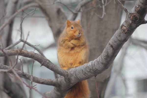 wise_squirrel_contemplating_the_full_void