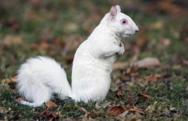 albino_squirrel