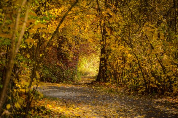 autumn_forest_path