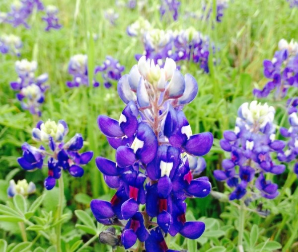 bluebonnets