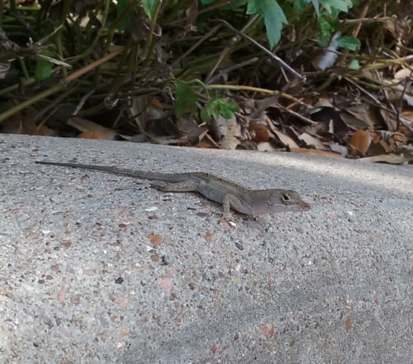 brown-anole_-_anolis_sagrei