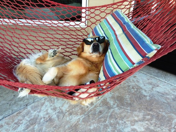 capitalist_dog_enjoying_leisure