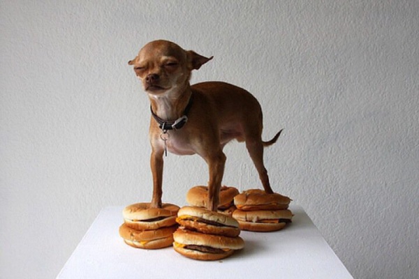 cheeseburger_chihuahua