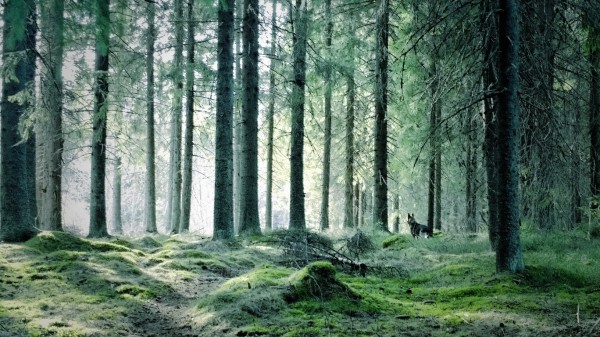 deep_dark_forest
