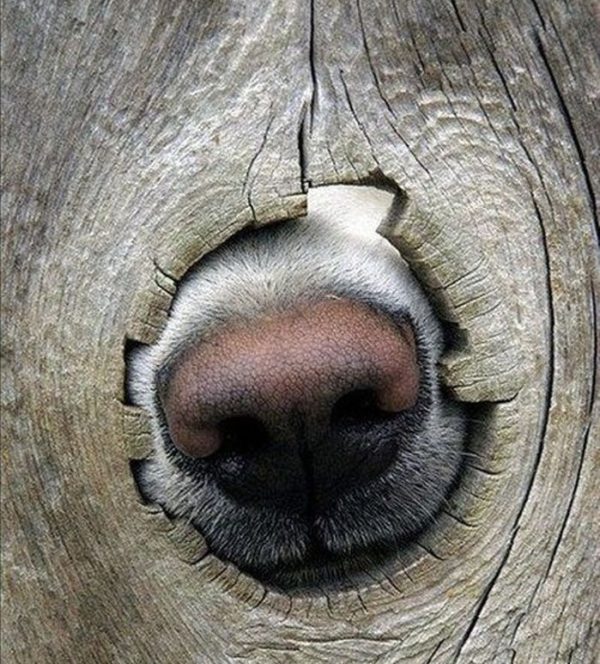 dog_nose