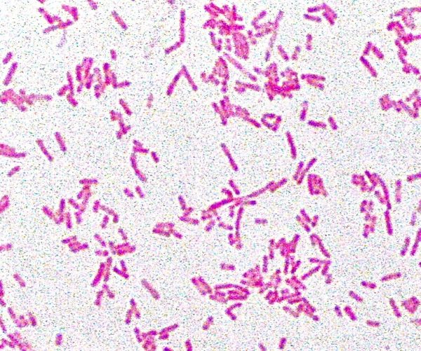 Never Underestimate Your <em>E. Coli</em>