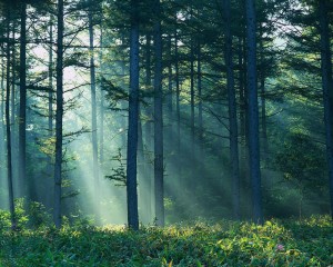 Artificial trees, an insult to real ones