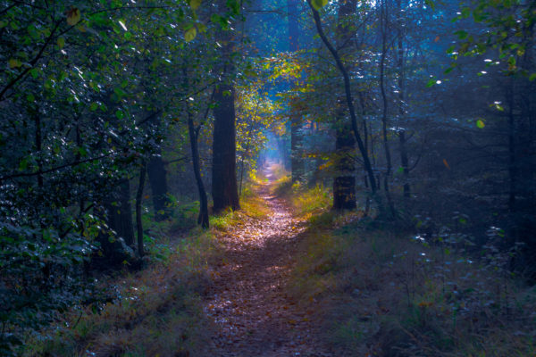 forest_clearing_in_late_afternoon