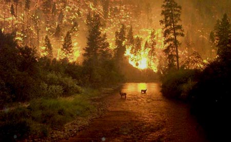 "Forest Fire," by <a href="http://www.uoregon.edu/~donovan/favorite.htm">John Donovan (University of Oregon)</a>