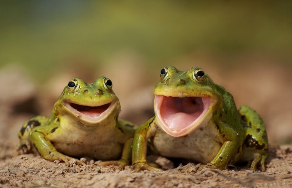 frog_debate