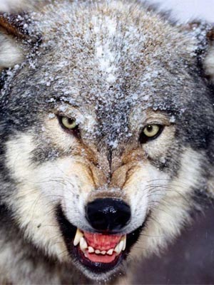 You Don’t Care About the Gray Wolf
