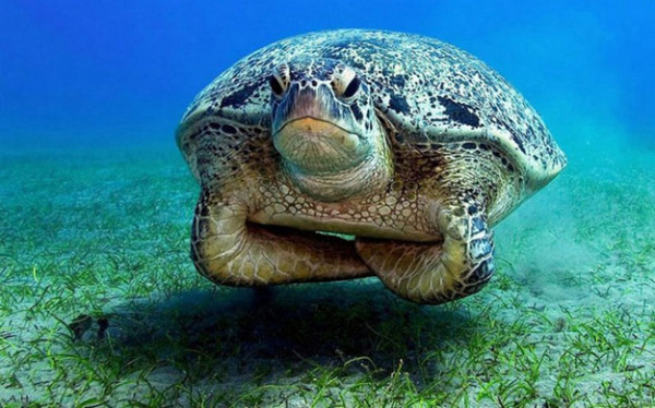 grumpy_turtle