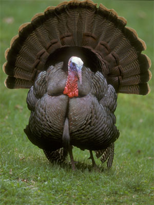 happy_turkey_day_turkeys