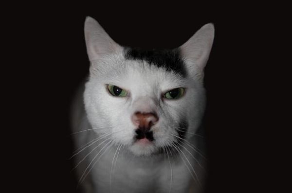 hitlerian_feline_expressing_disapproval