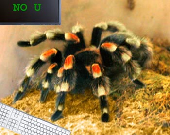 internet-tarantulas