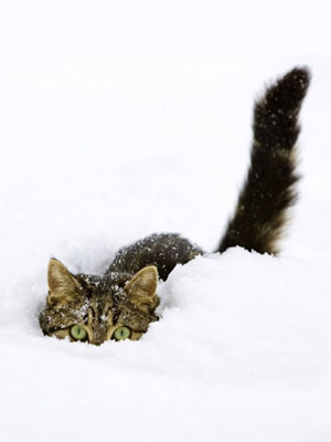 kitty_in_snow_bliss