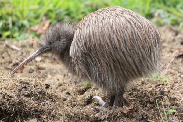 kiwi