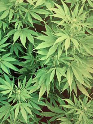 legalize_marijuana