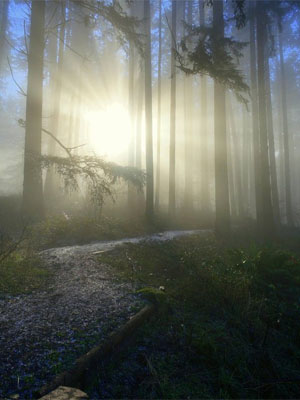light_in_the_morning_woods