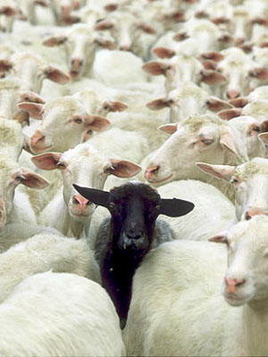 lone_voice_among_the_sheep