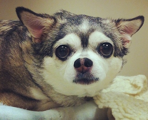 A Husky-Chihuahua mix.