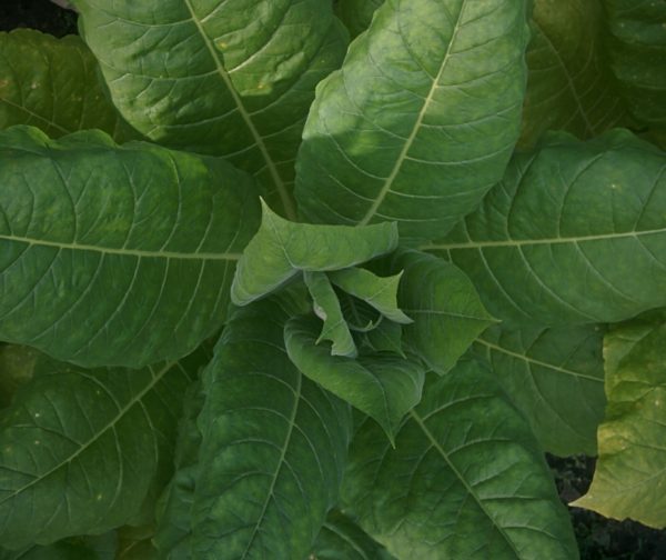 nicotiana_tabacum_vortex_nexus