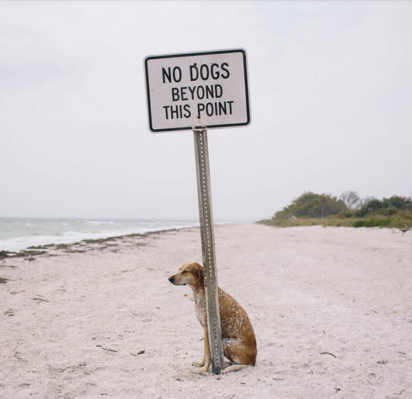 no_dogs_beyond_this_point