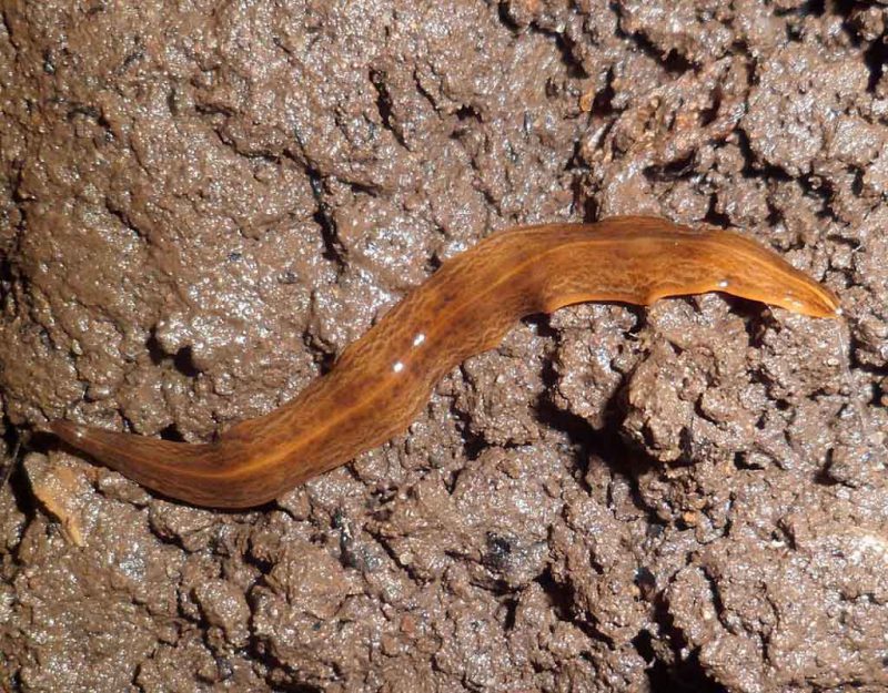 Metaphor For Modernity: The Invasive Flatworm Named <em>Obama</em>