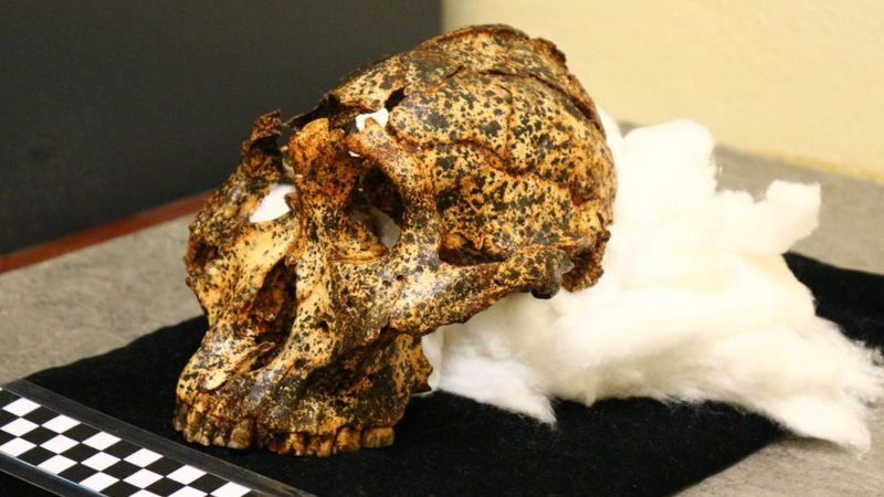 Two-Million Year Old Human Ancestor Found, Voted For Biden