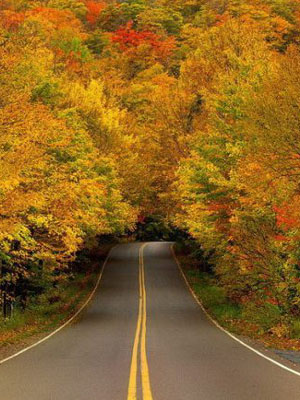 path_through_autumn