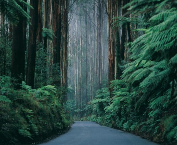 pathway_through_the_misty_forest