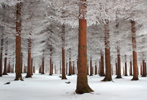 the patterning of trees, fuck communism