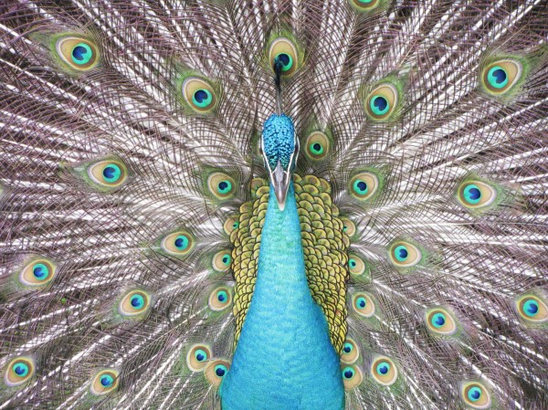 peacock