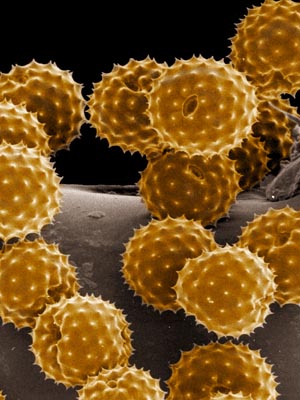 Our own special breed of pollen