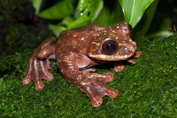 rabbs_fringe-limbed_treefrog