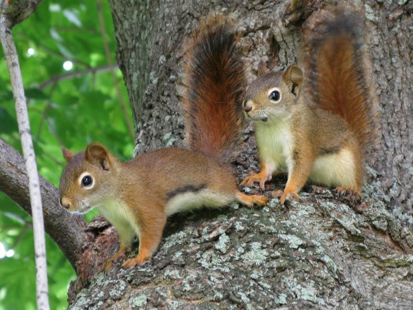 red_squirrels