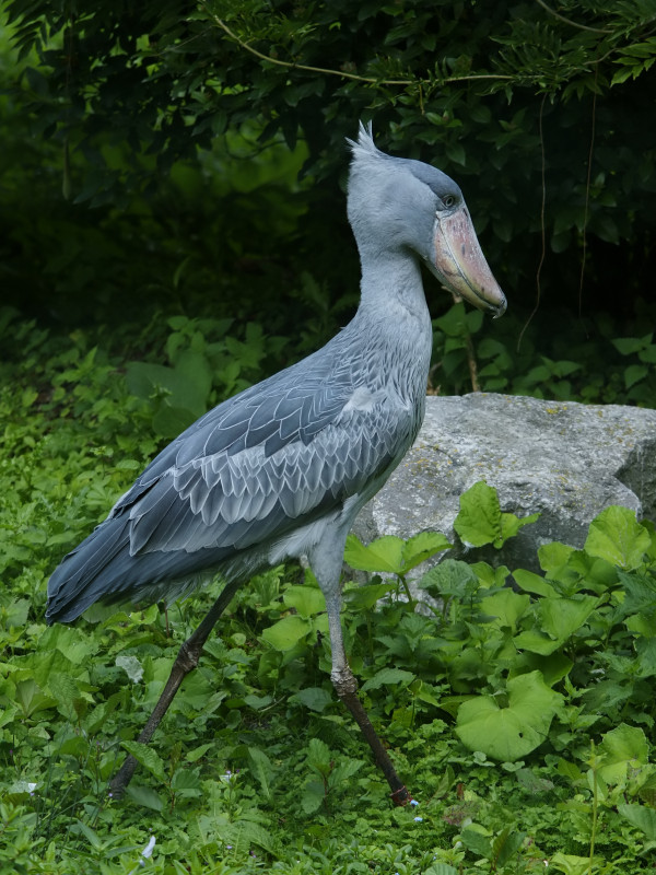 shoebill_stork_on_patrol